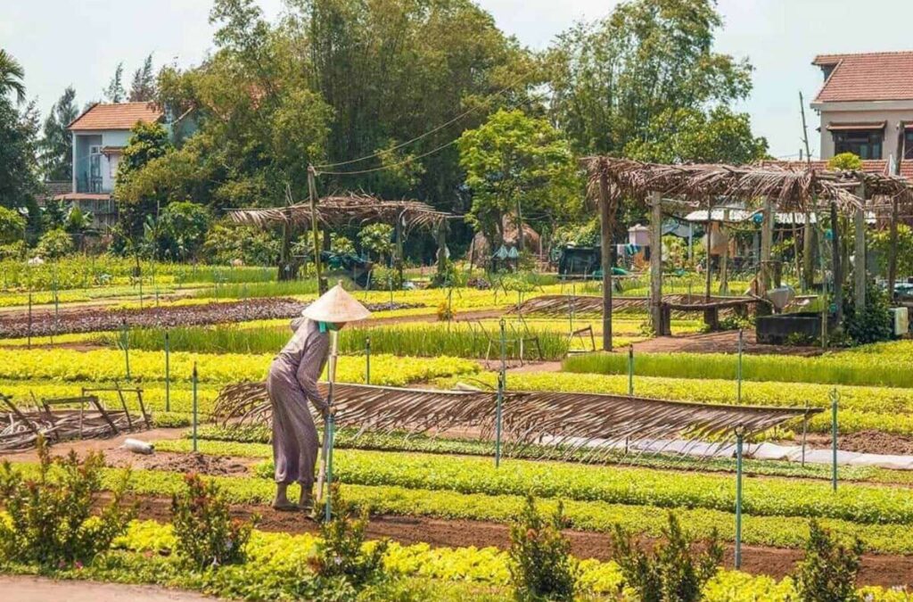 Visiting Tra Que Vegetable Village is also a rural experience that tourists should try