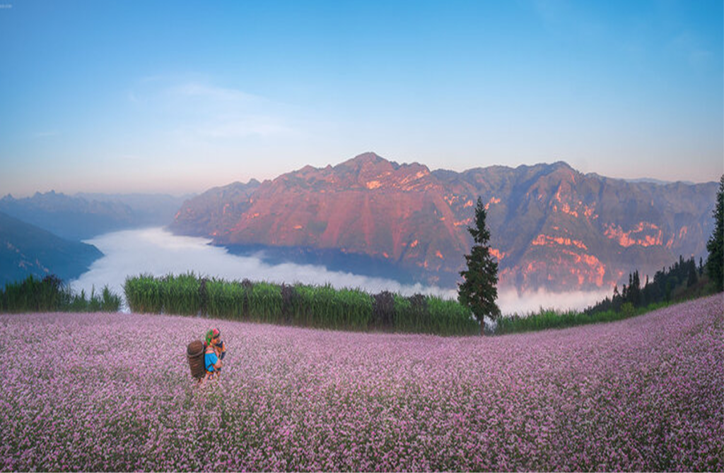 Buckwheat Flower Season