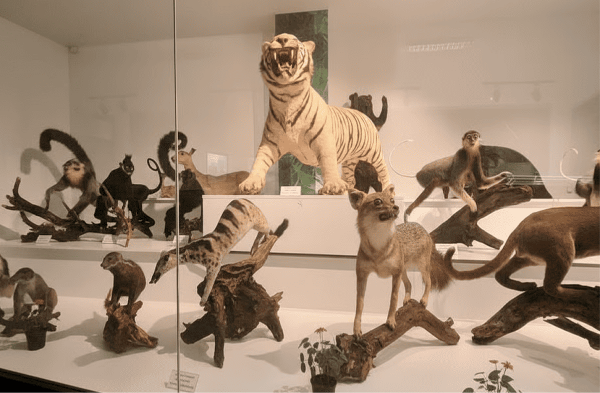 Cuc Phuong Museum
