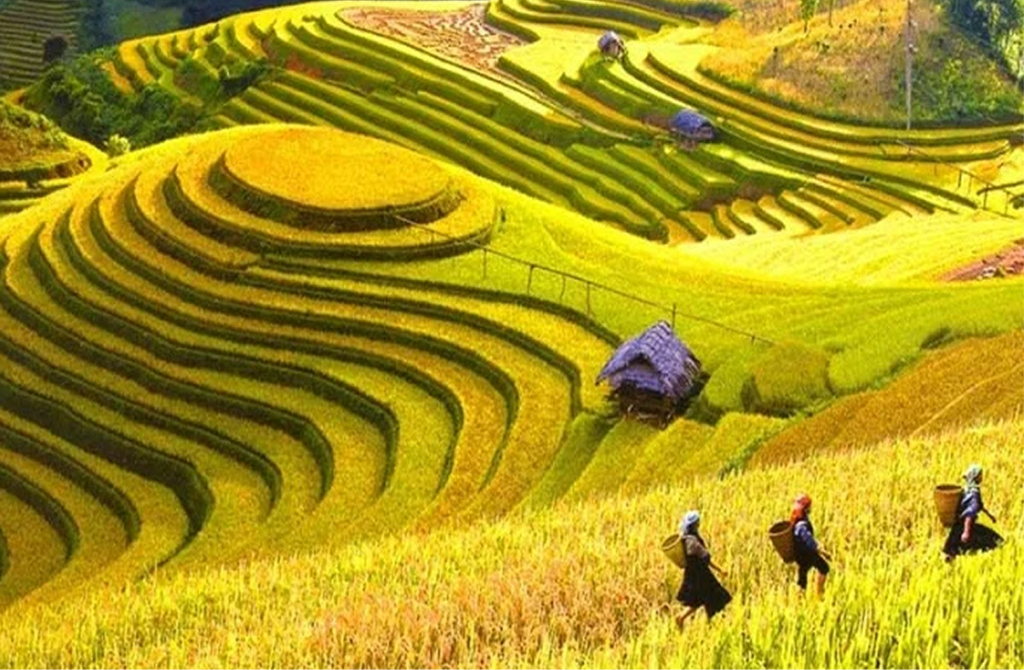 Explore Muong Hoa Valley Rice Terraces