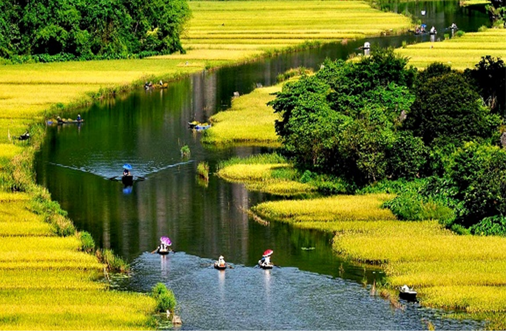 Golden Rice Fields Boat Ride In Tam Coc - Bich Dong