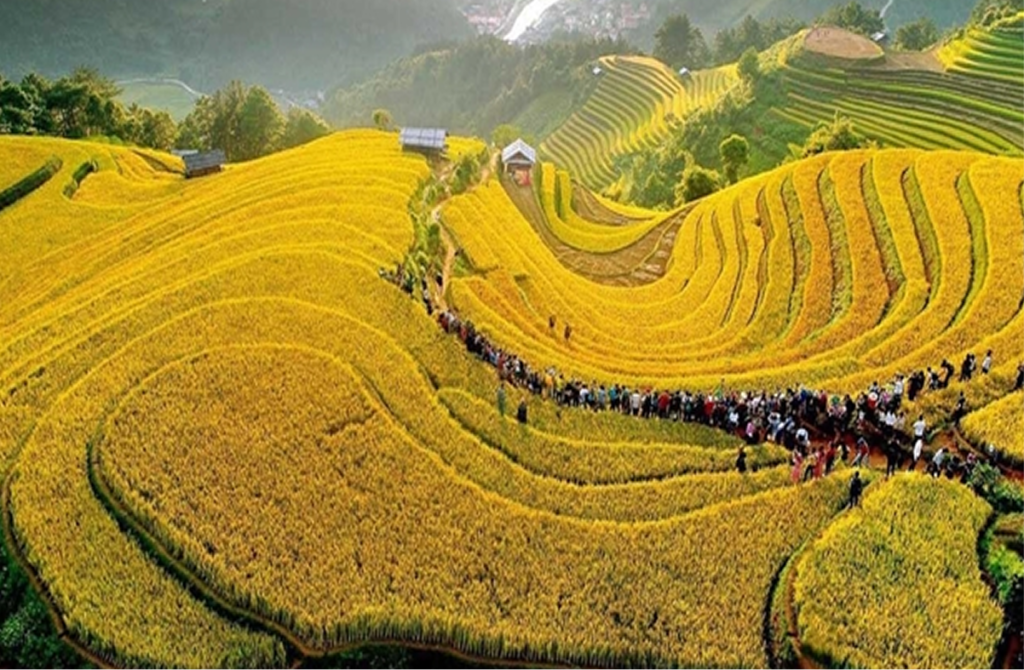 Golden Rice Terraces Season
