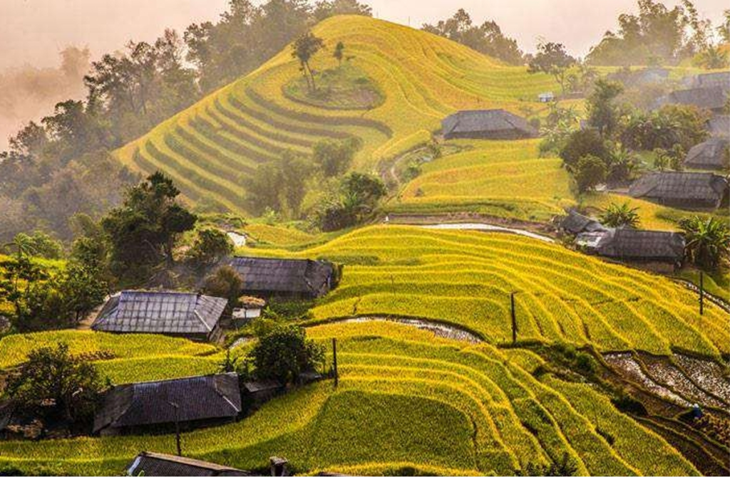 Hoang Su Phi Terraced Rice Fields