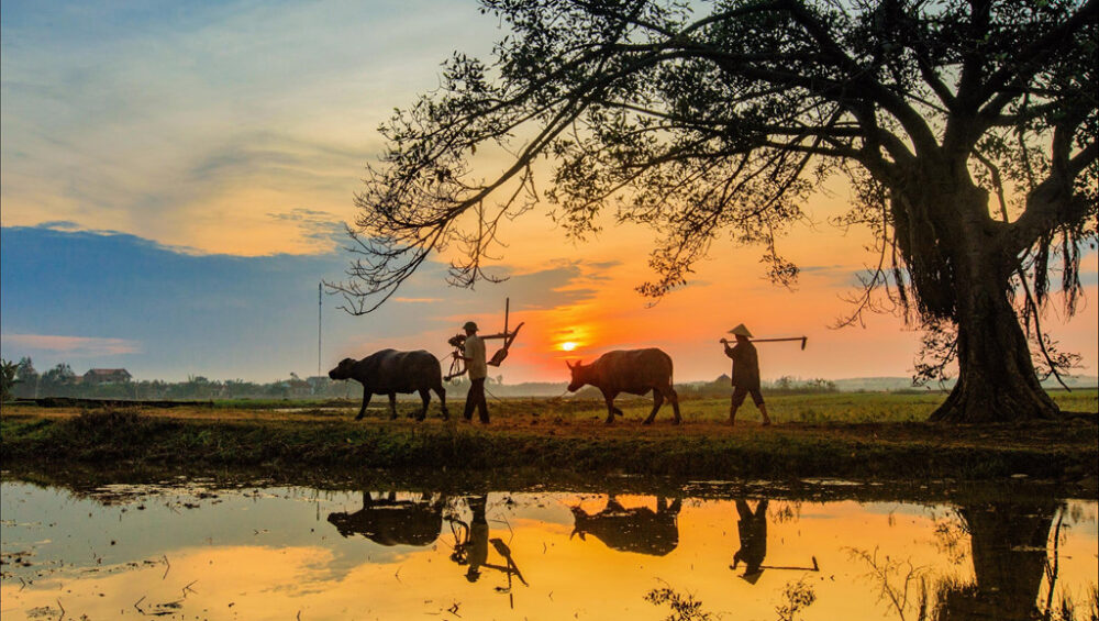 Best Time to Travel Vietnam: Weather & Seasons Guide