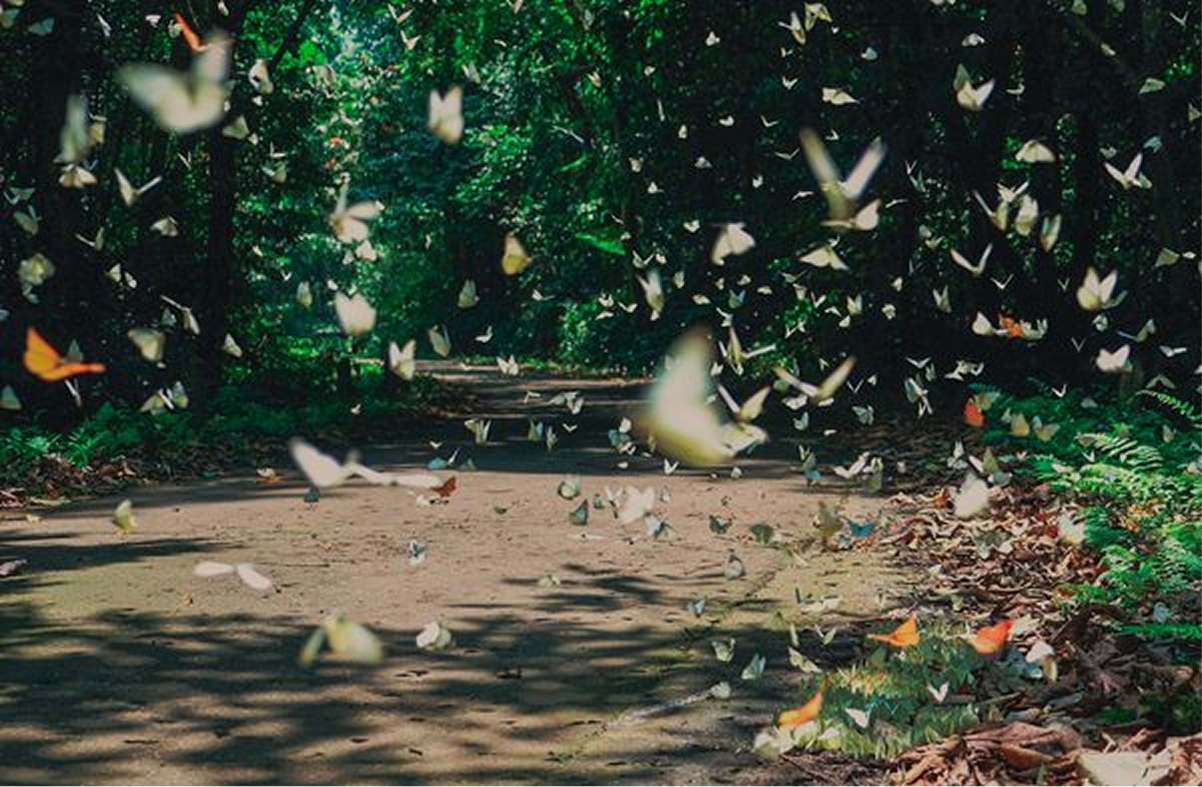 Magical Butterfly Season in Cuc Phuong National Park