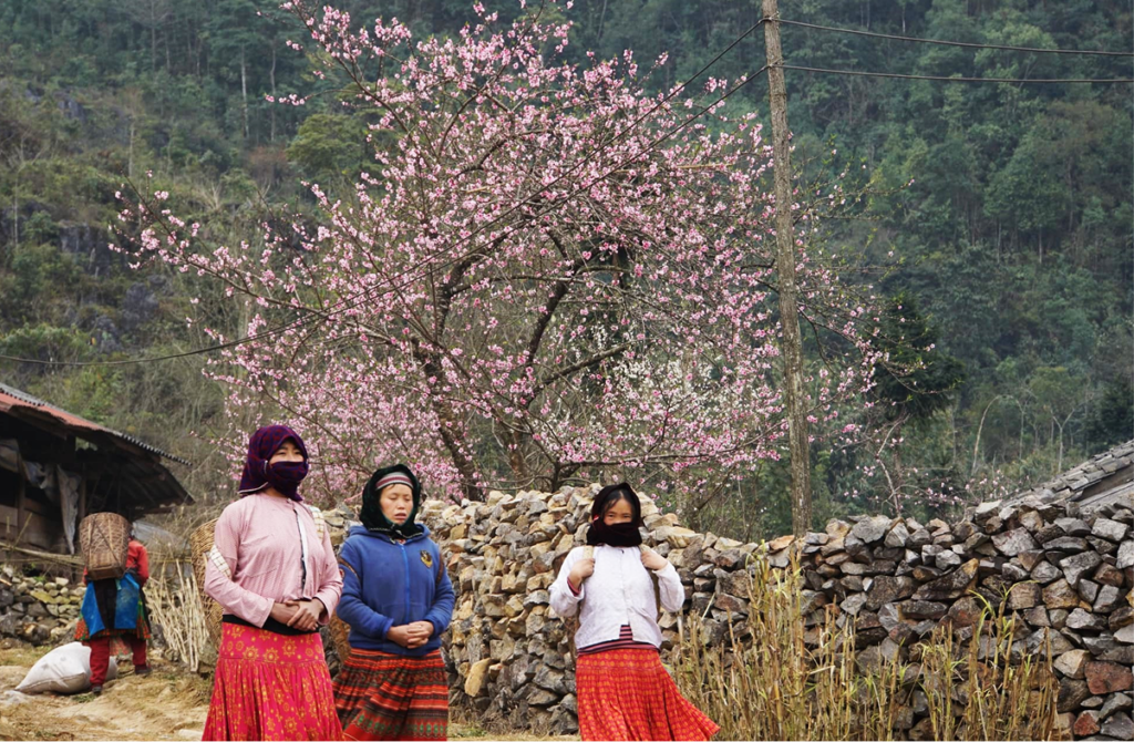 Peach, Plum & Pear Blossom Season