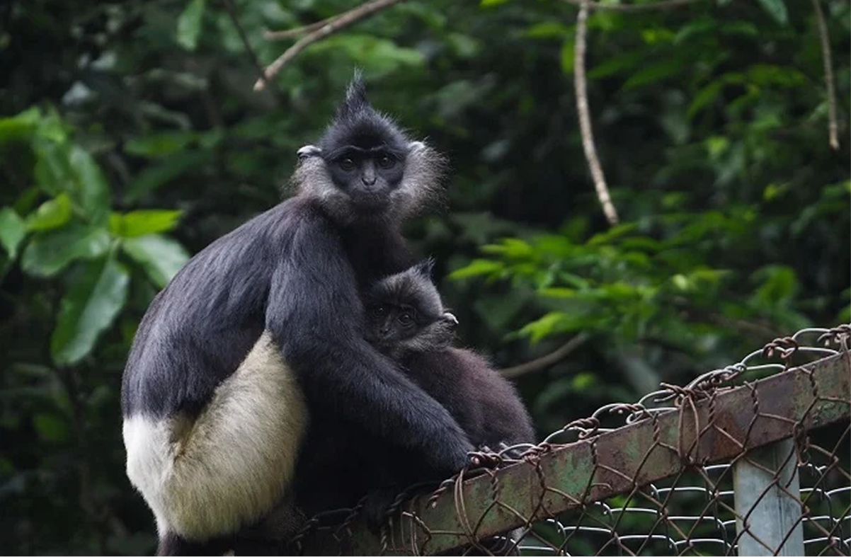 Primate Rescue Center