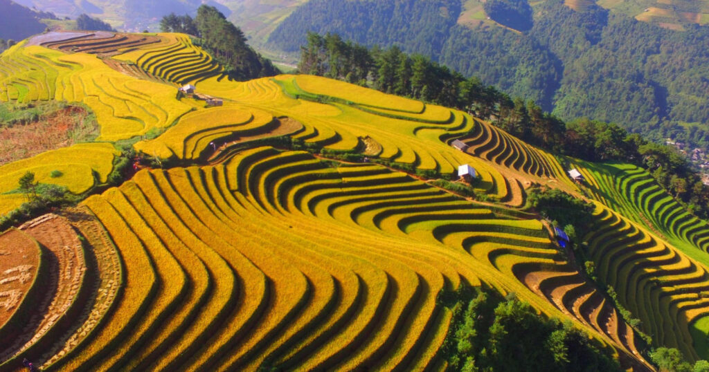 Rice terraces in northern Vietnam during harvest season