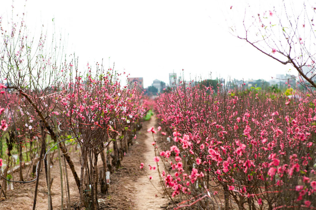 Tet holiday decorations and flower market in Vietnam