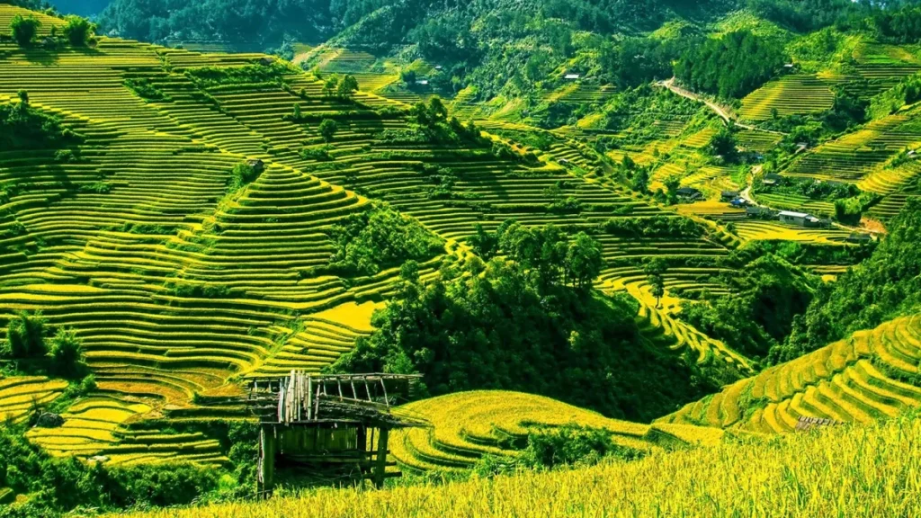 The Vietnam Majestic Discovery 15 Days journey featuring stunning terraced rice fields