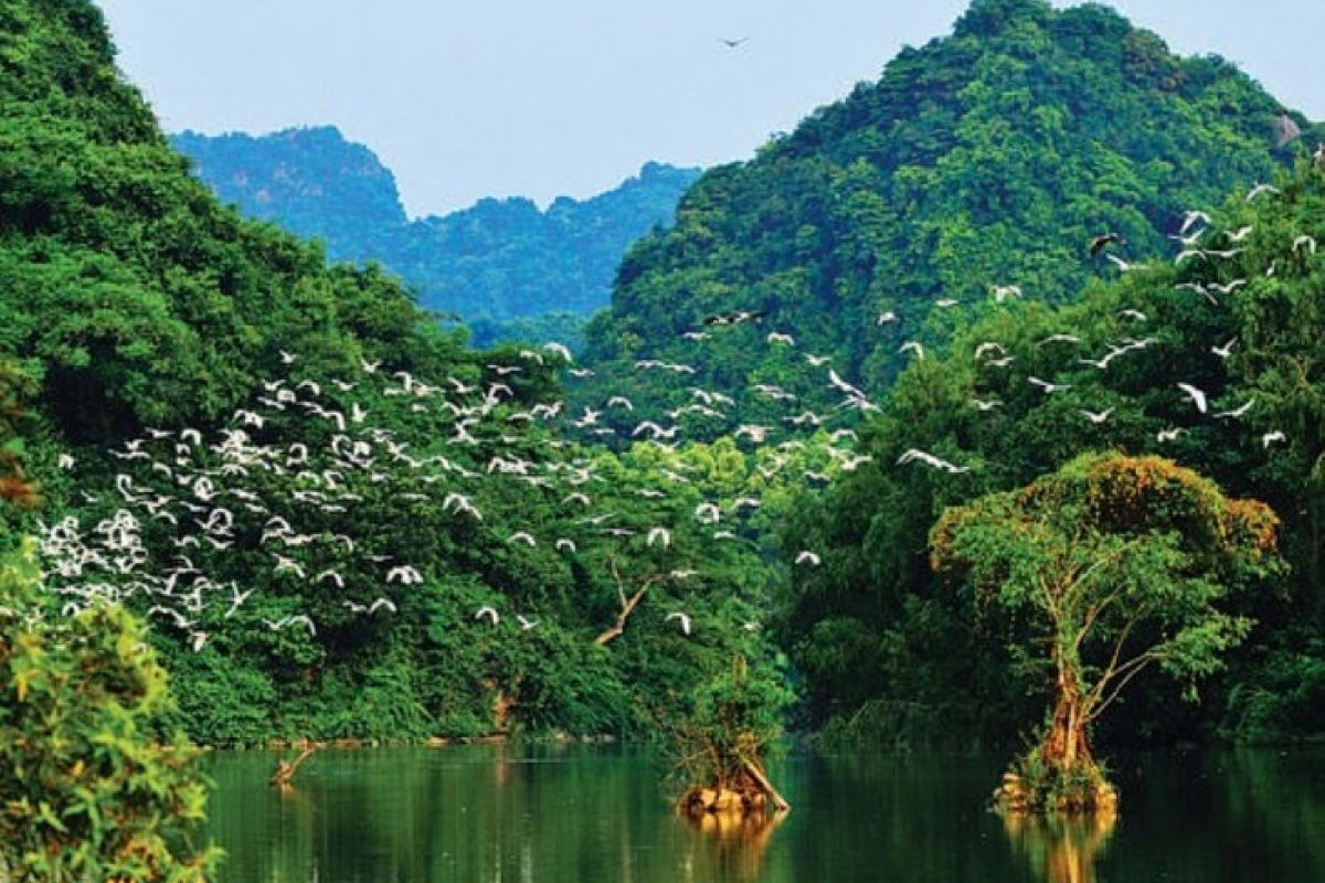 What Makes Thung Nham Bird Garden Special?