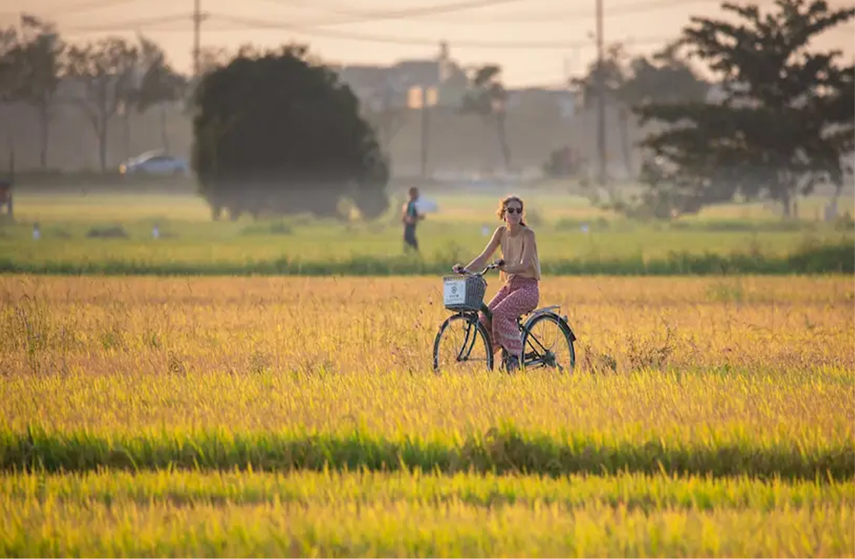 Cam Thanh rice fields in Hoi An