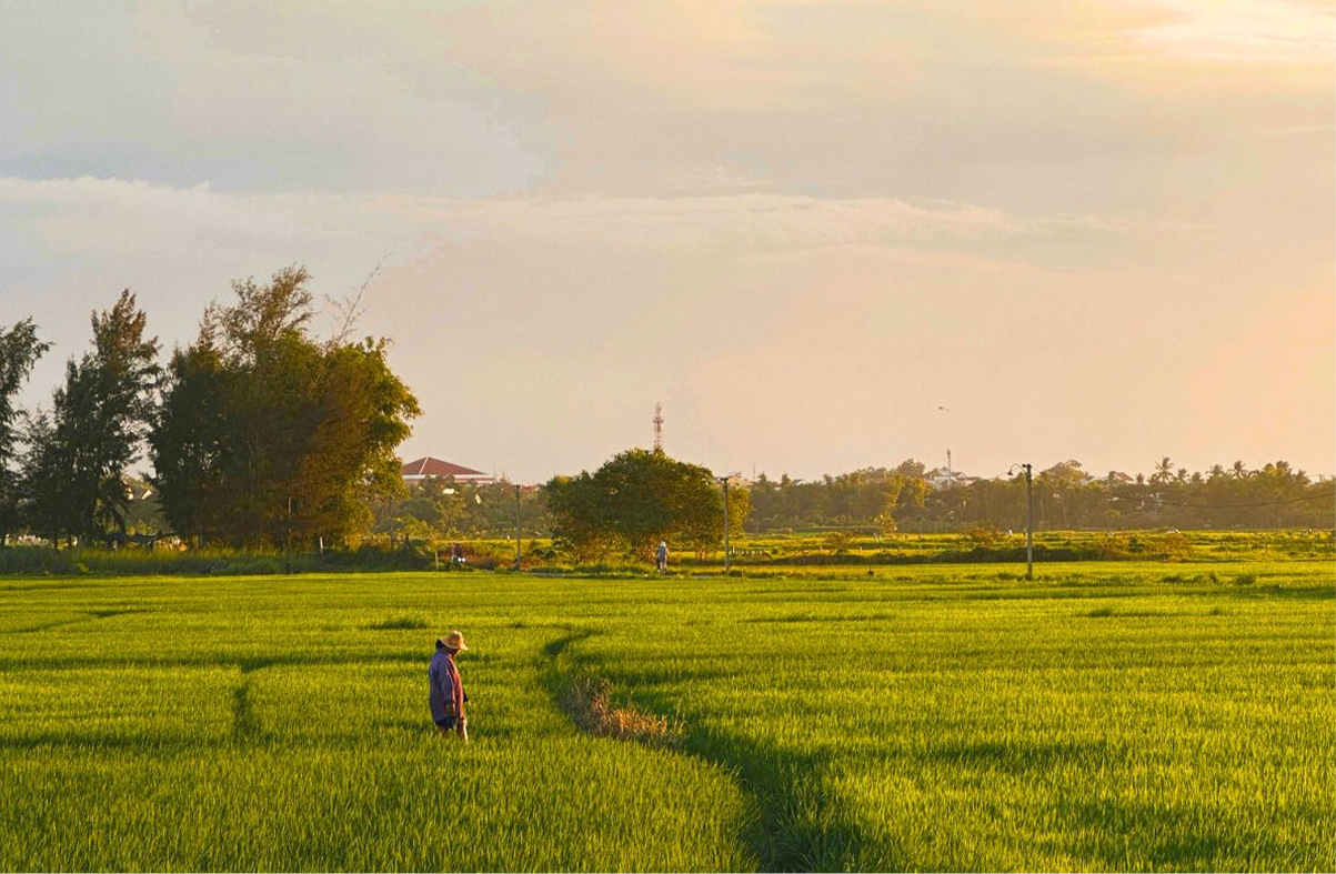 Check out the rice fields 
