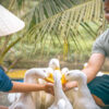 Duck Stop Hoi An – Fun Farm Experience Near Hoi An