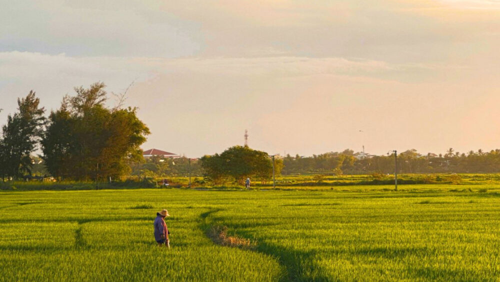 Explore The Peaceful Cam Thanh Rice Fields In Hoi An