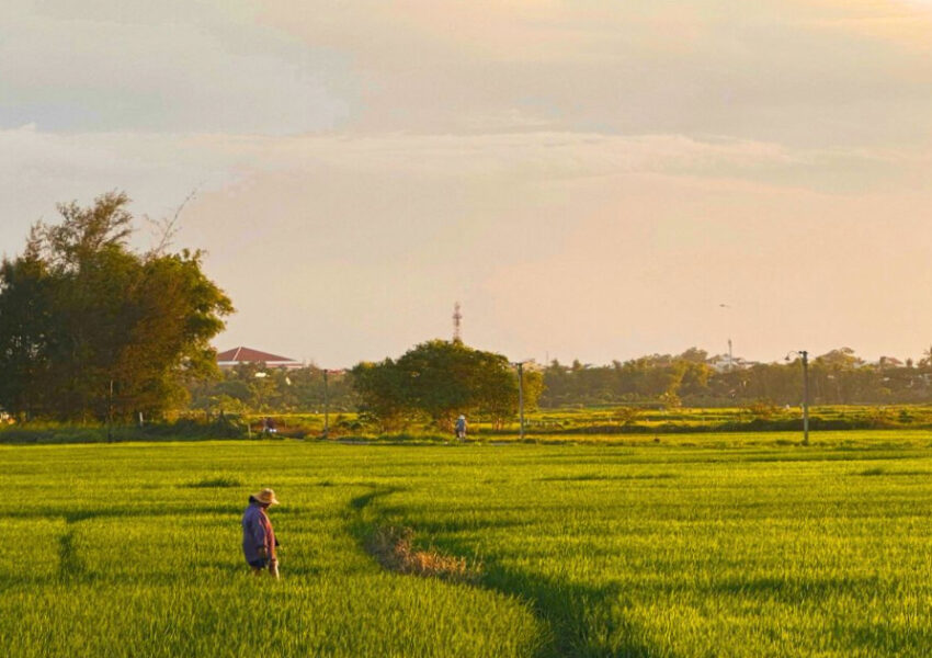 Explore The Peaceful Cam Thanh Rice Fields In Hoi An