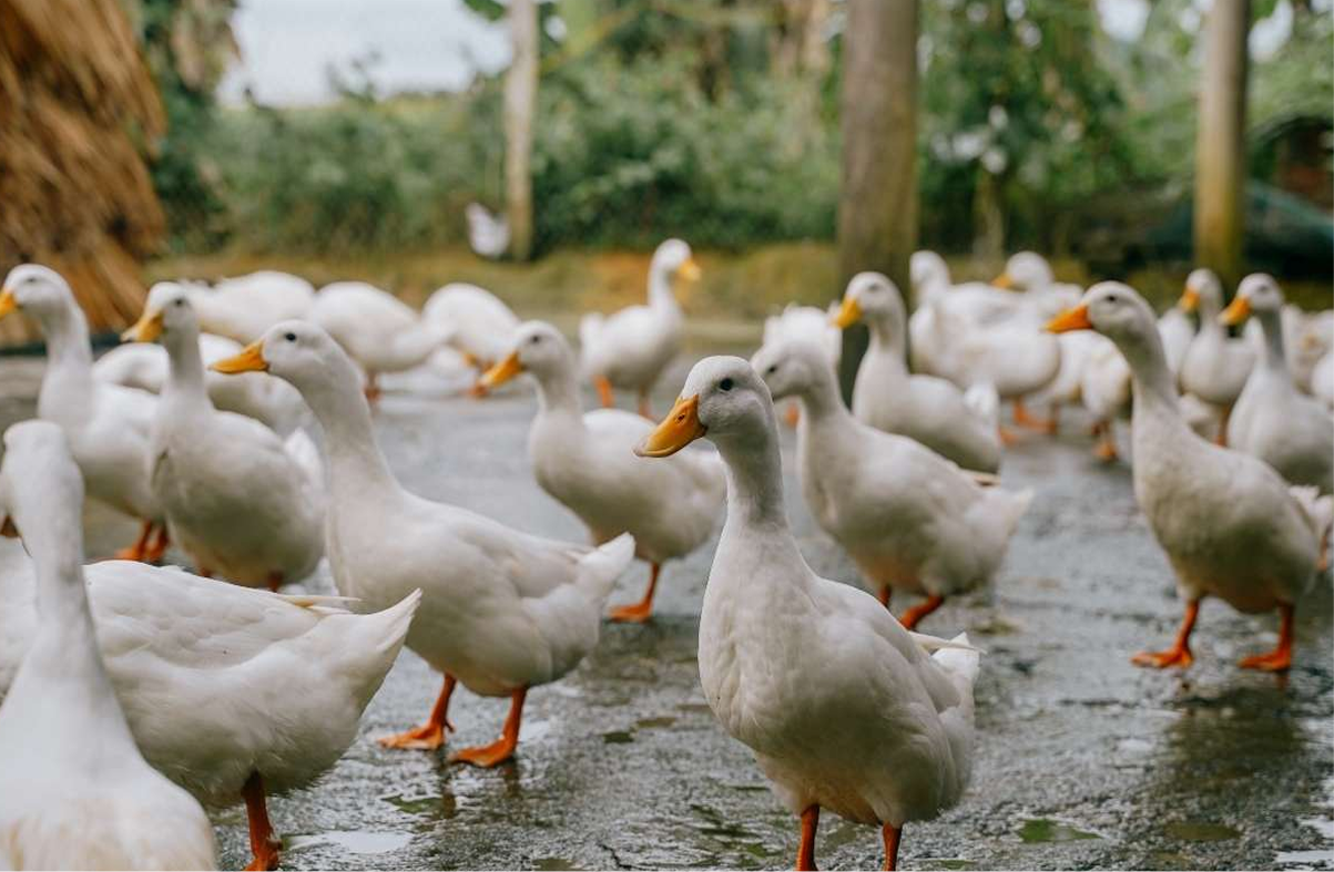Try the famous duck massage at Duck Stop Hoi An