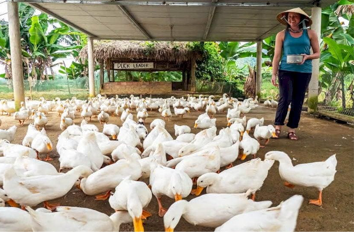 Feed friendly ducks and enjoy farm life